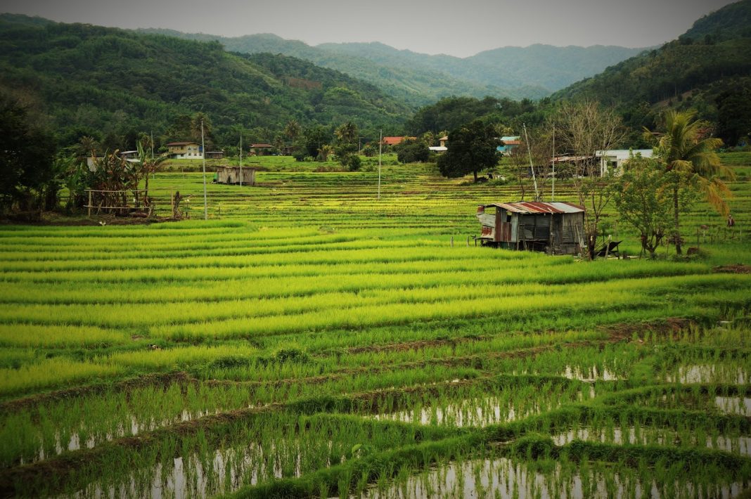 CR20G will become an agricultural industry chain builder in BRI economies CR20G will become an agricultural industry chain builder in BRI economies