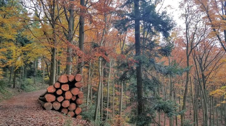 biodiversity studies